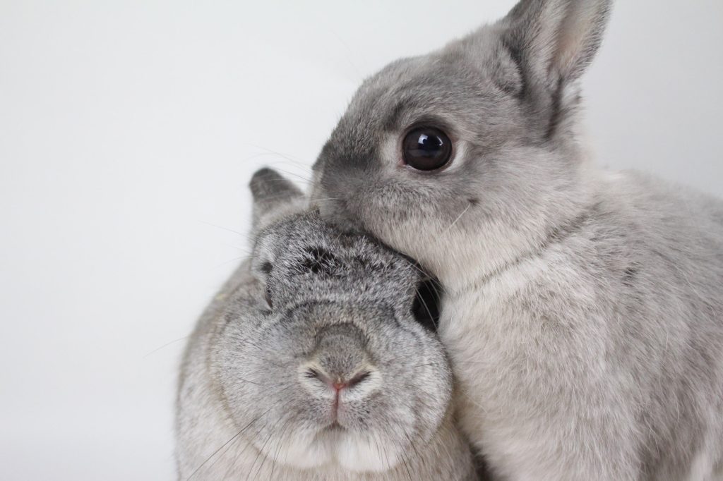 Há dois coelhos cinzas na foto, um dele de frente para a câmera e o outro apoia sua cabeça na do primeiro.