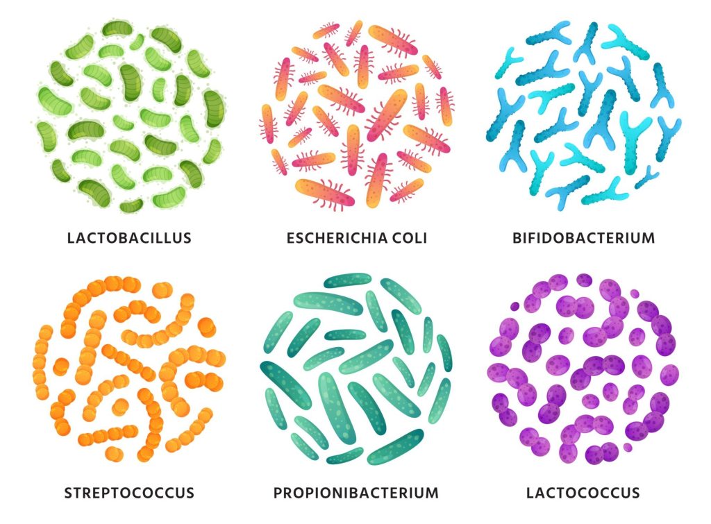 Ilustração de várias bactérias probióticas em cores fantasia.